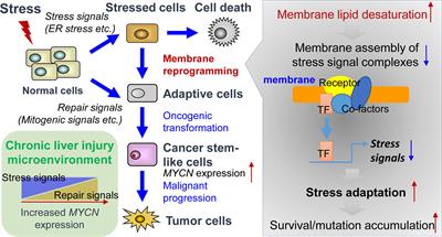 Non-Genomic Control of Dynamic MYCN Gene Expression in Liver Cancer